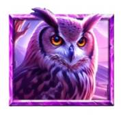 5 Wild Wolves: Eule
