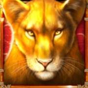 Book Of Savannah’s Queen: Gepard