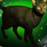 Book of Witchcraft: Katze