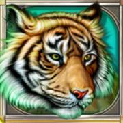 Cats: Tiger