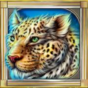 Cats: Leopard