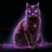 Halloween Wins 2: Katze