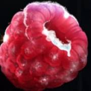Ice Cold Fruits: Himbeere