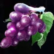Ice Cold Fruits: Weintrauben