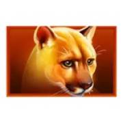 Immortal Ways Buffalo: Gepard