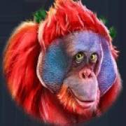 King Koko's Quest: Orang-Utan