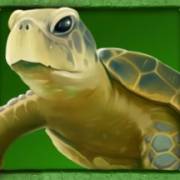 Lady Lava: Schildkröte