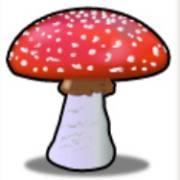 Lovely Lady: Fliegenpilz
