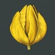 Mystery Garden: Knospe gelb