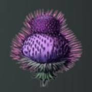 Mystery Garden: Klette