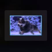 Mythic Wolf Sacred Moon: Schwarzer Wolf