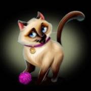 Posh Cats: Russische Katze