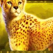 Rumble Rhino: Gepard