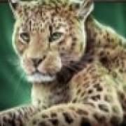 Savanna Roar: Gepard