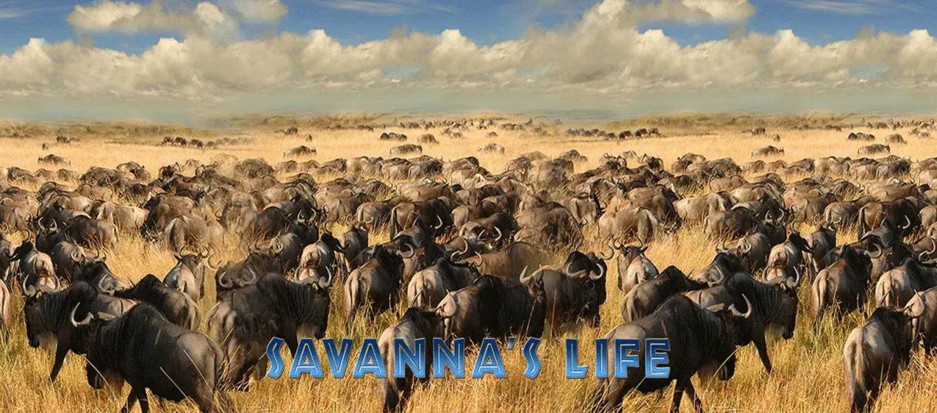 Savanna`s Life