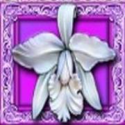 White Orchid: Orchidee
