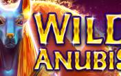 Wild Anubis