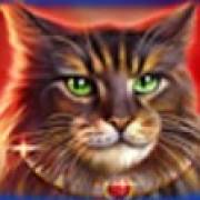 Wild Hearts: Maine Waschbär