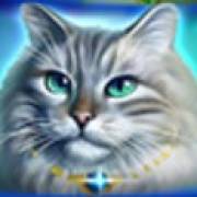Wild Hearts: Blauäugige Katze