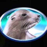 Wild Penguin: Nerz