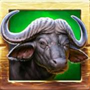 Zulu Gold: Büffel
