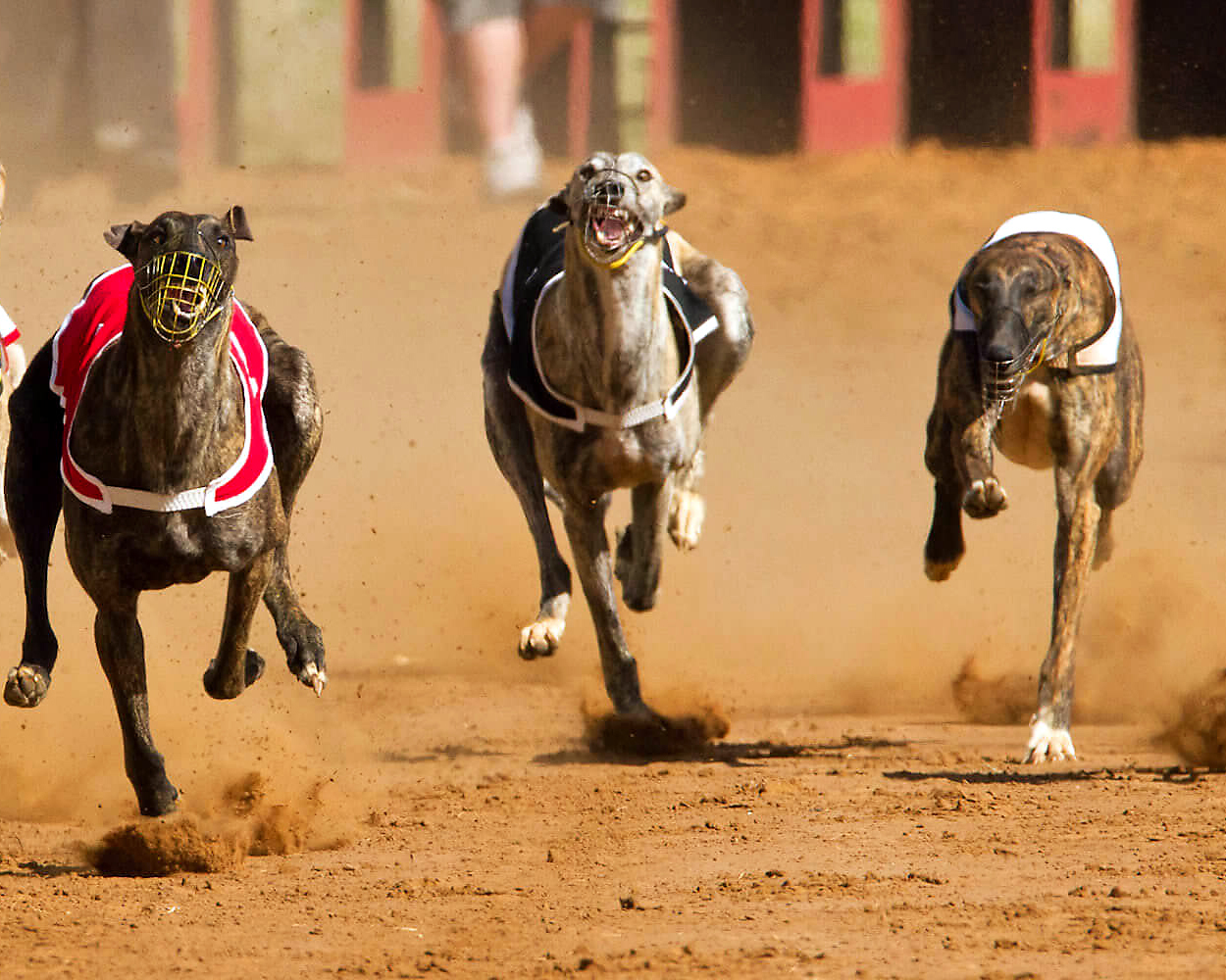 dog racing Hunde auf der Zielgeraden